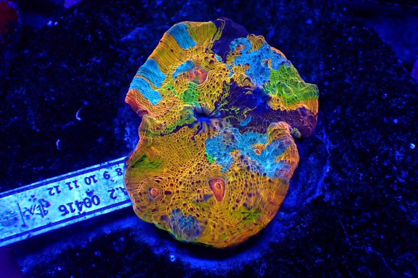 Coral 10