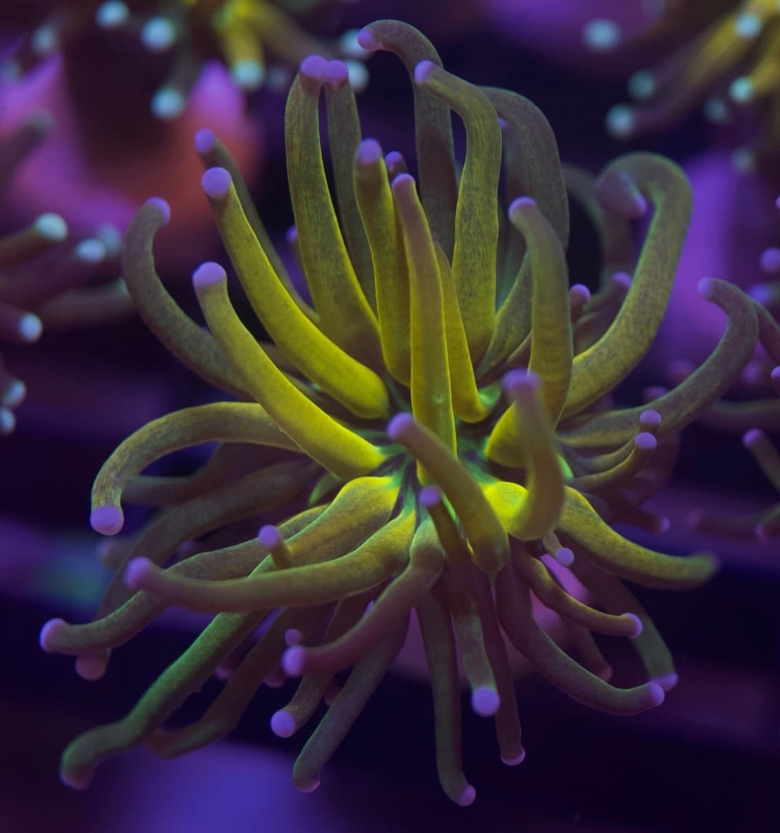 Coral 11