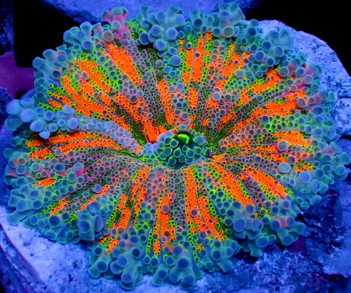 Coral 14