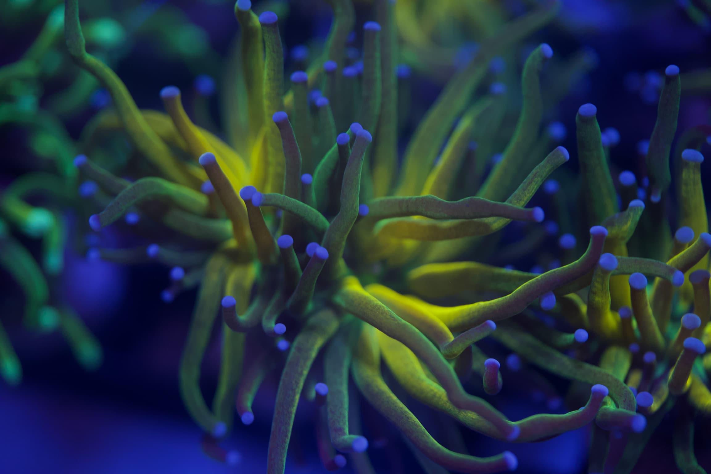 Coral 16