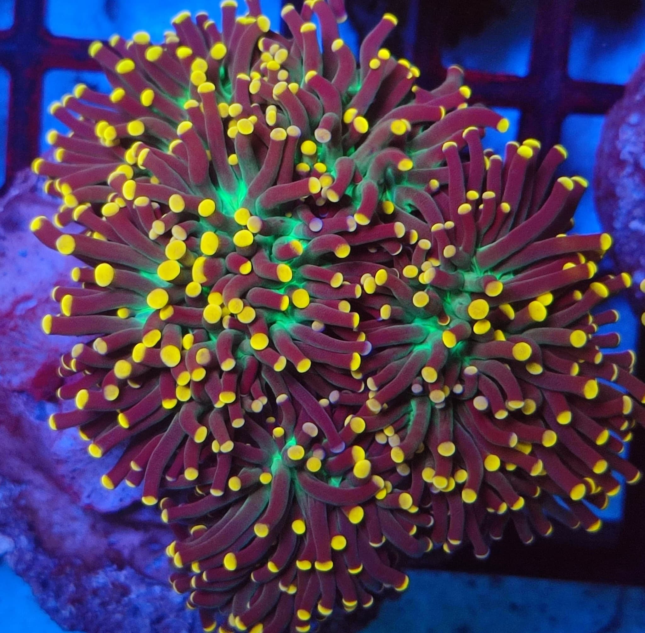 Coral 18