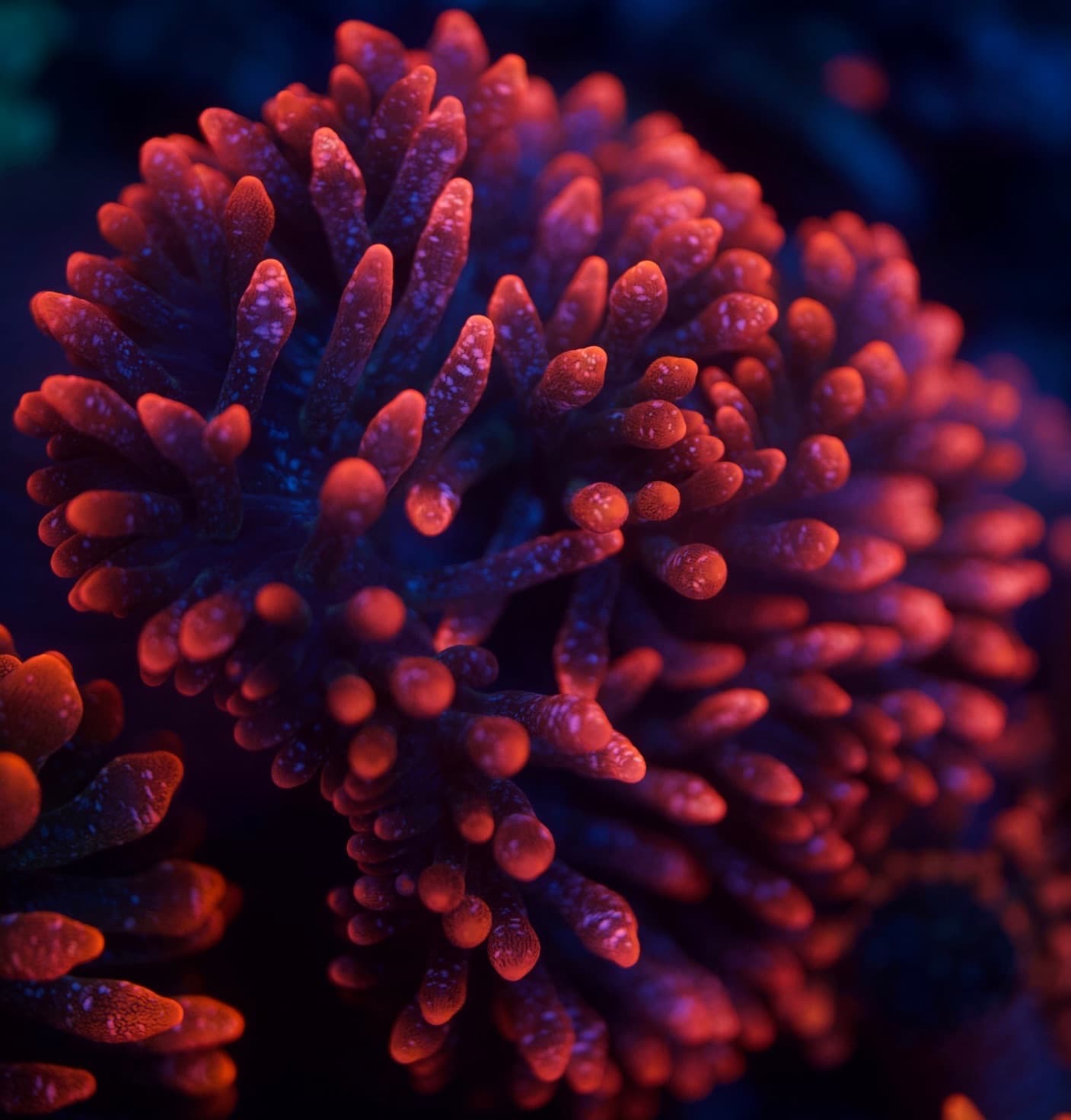 Coral 21
