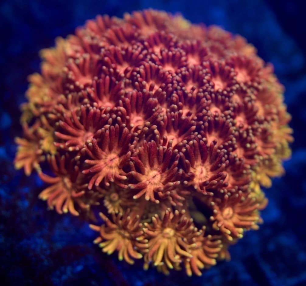 Coral 24