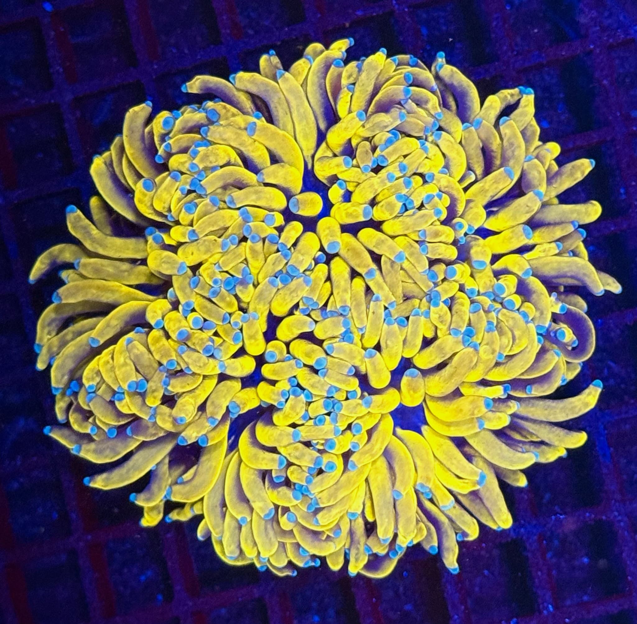 Coral 29