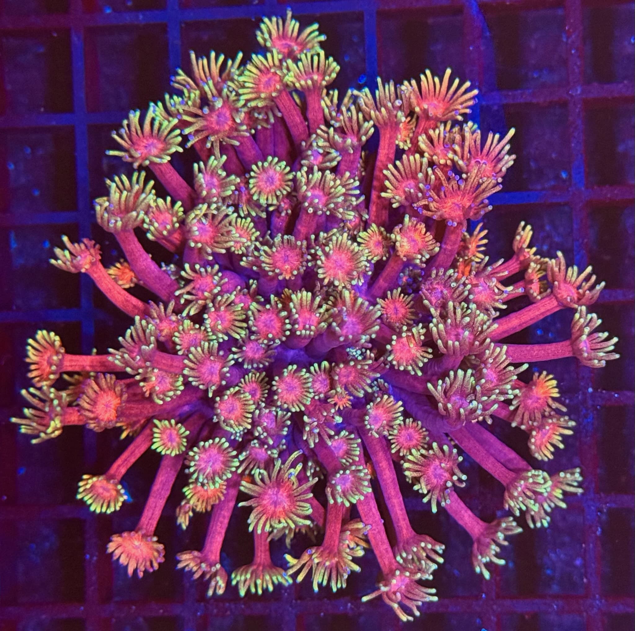 Coral 30