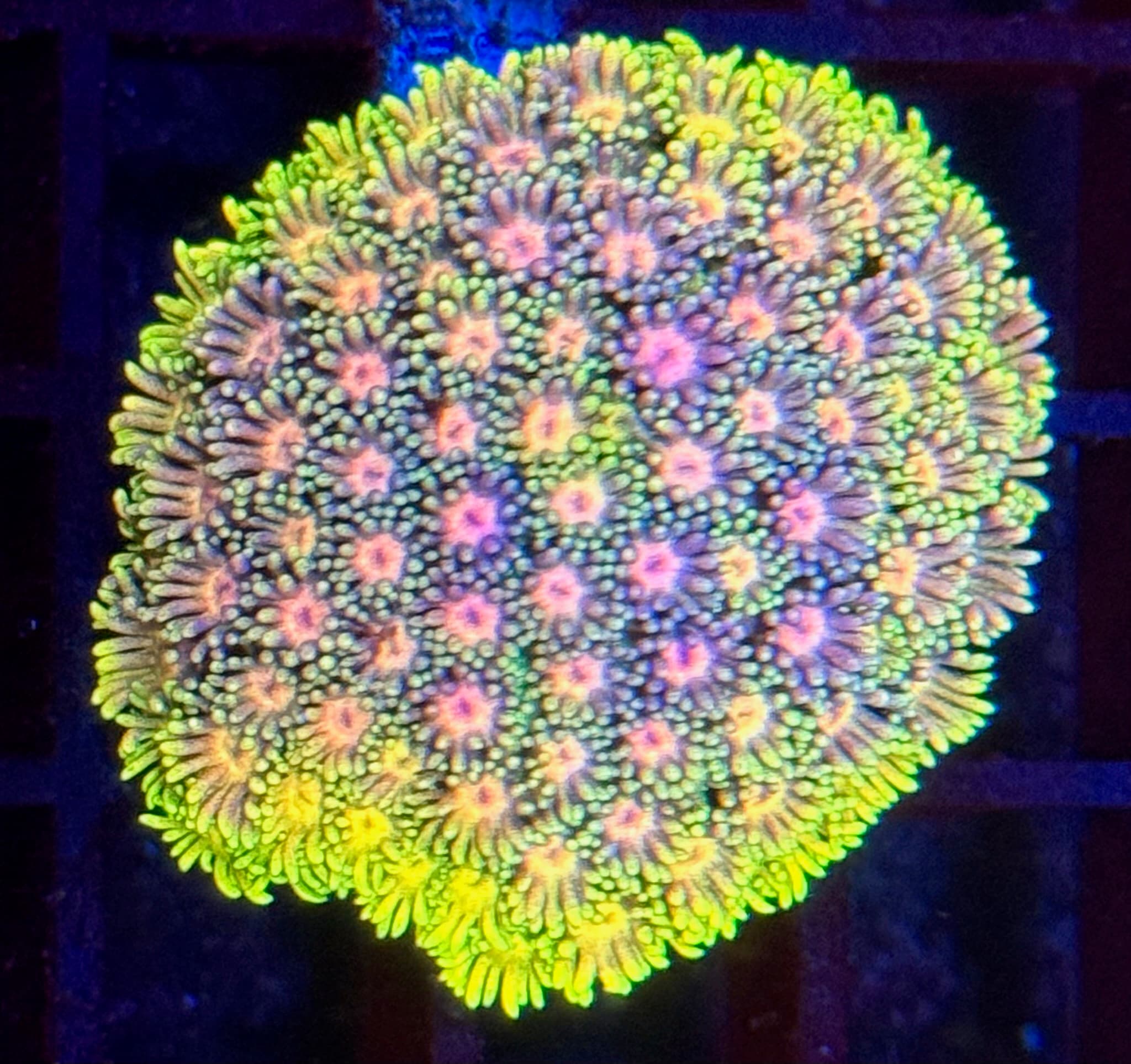 Coral 34