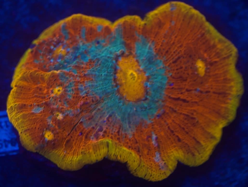 Coral 4