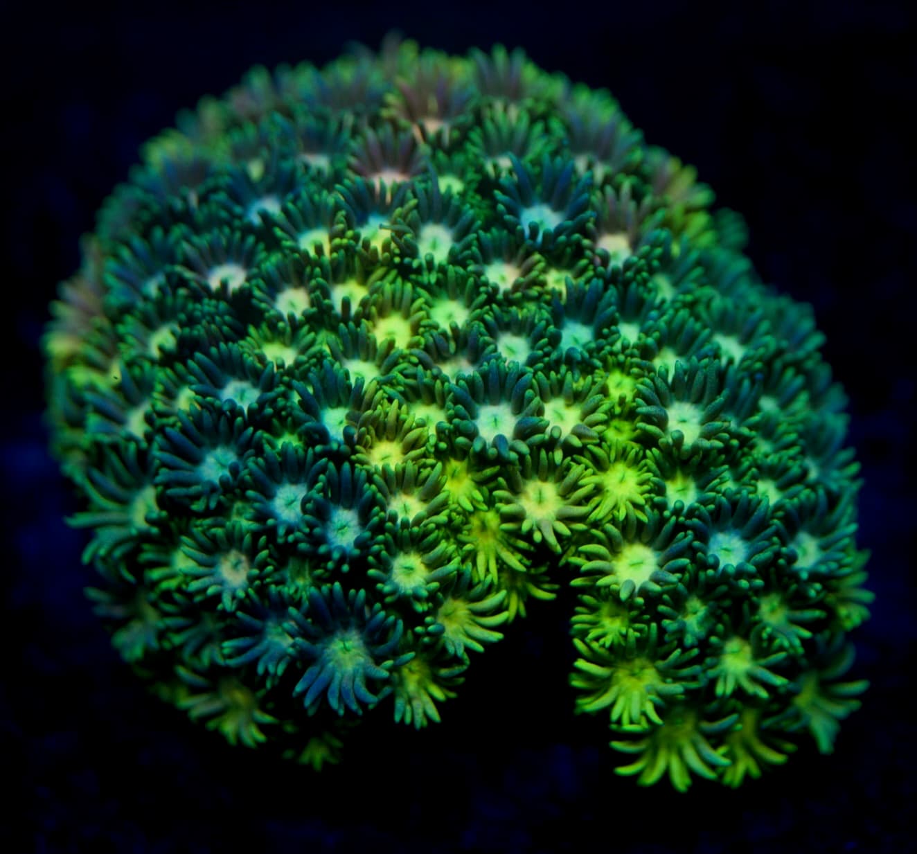 Coral 6