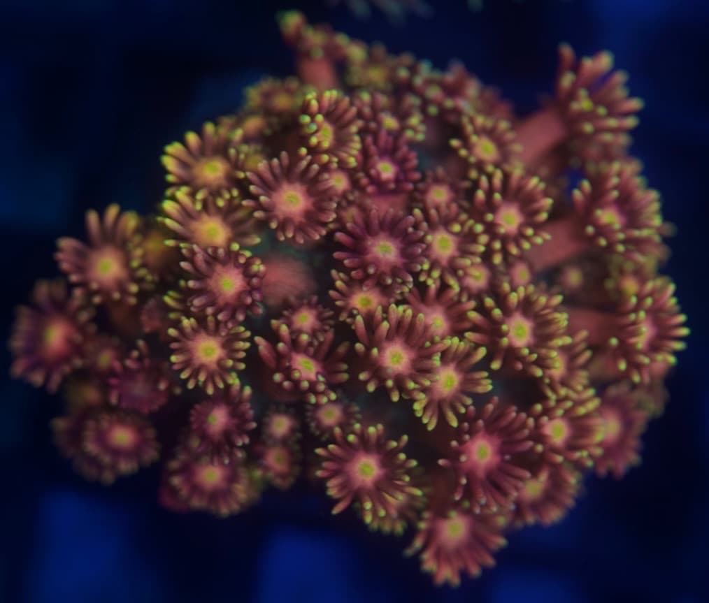 Coral 7