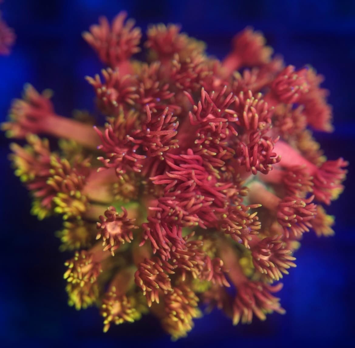 Coral 8