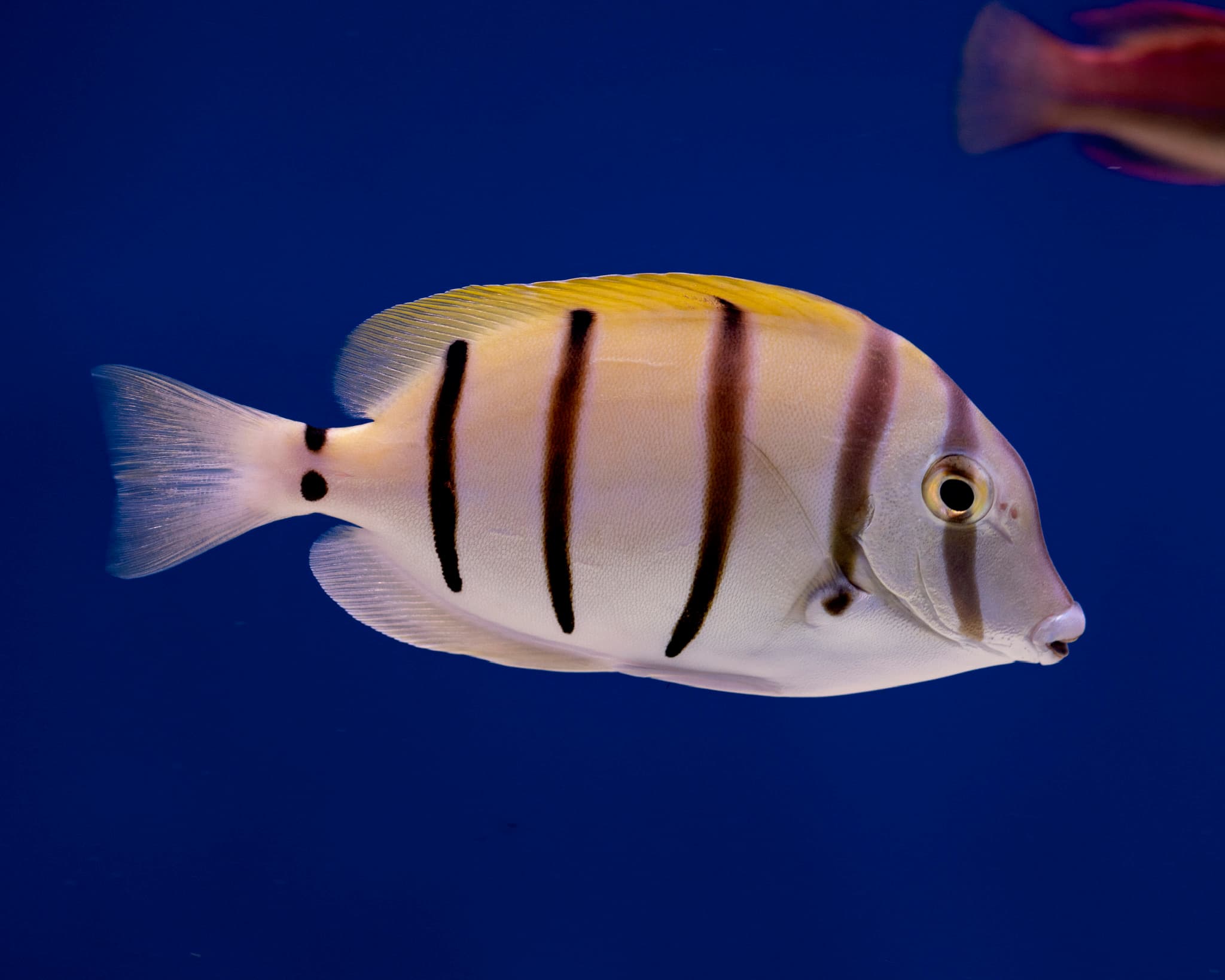 Fish 10