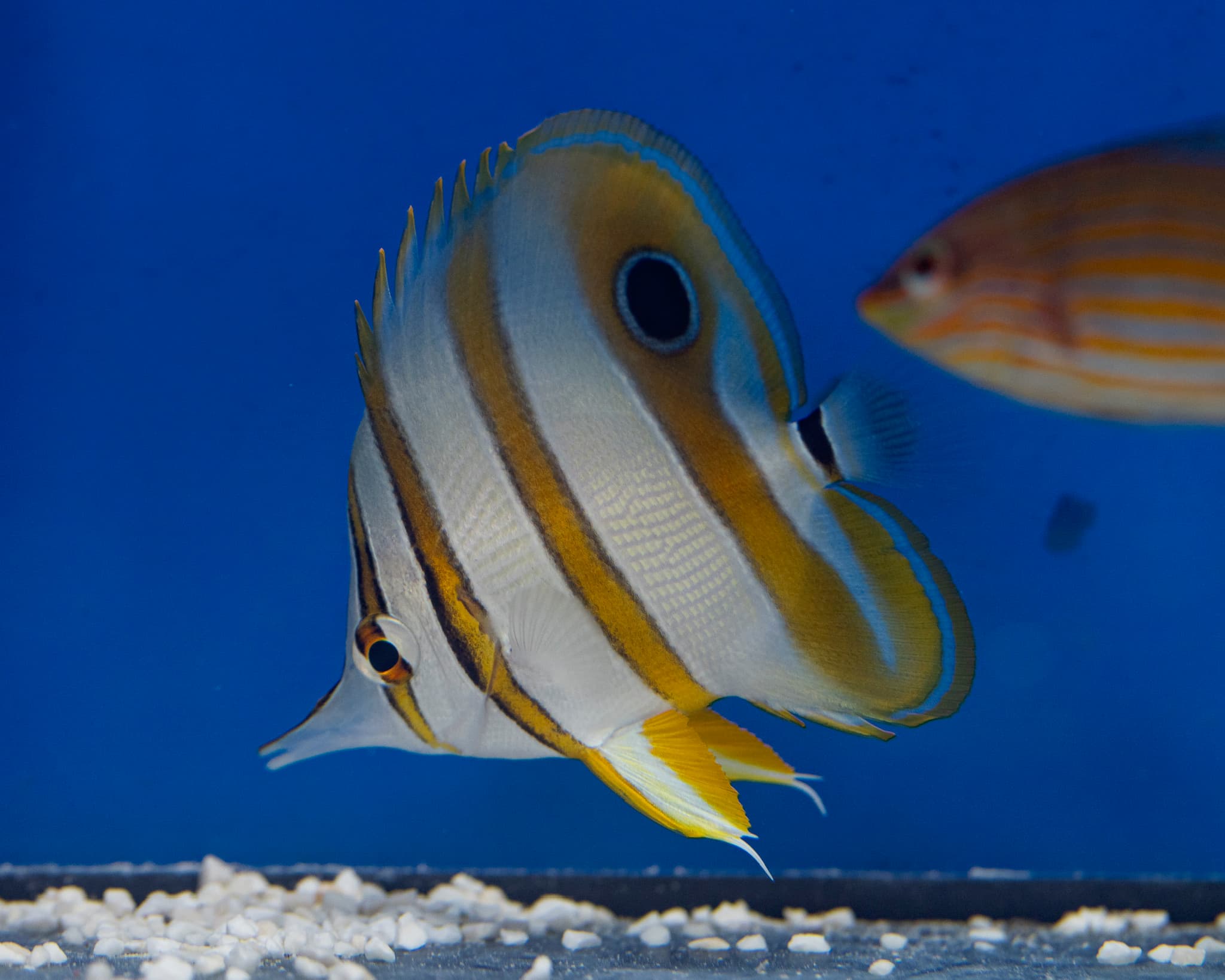 Fish 11