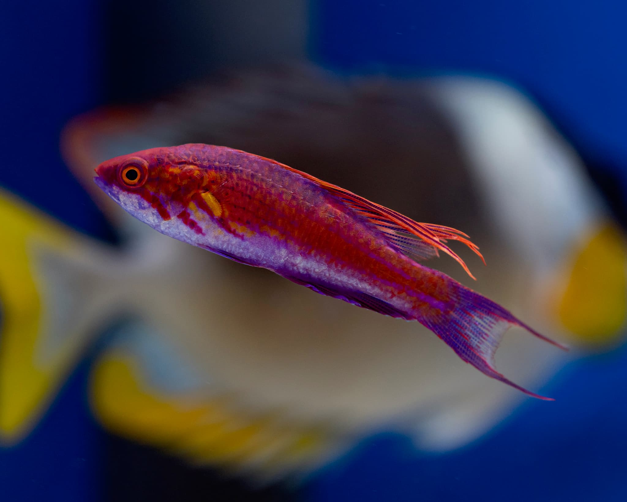 Fish 12