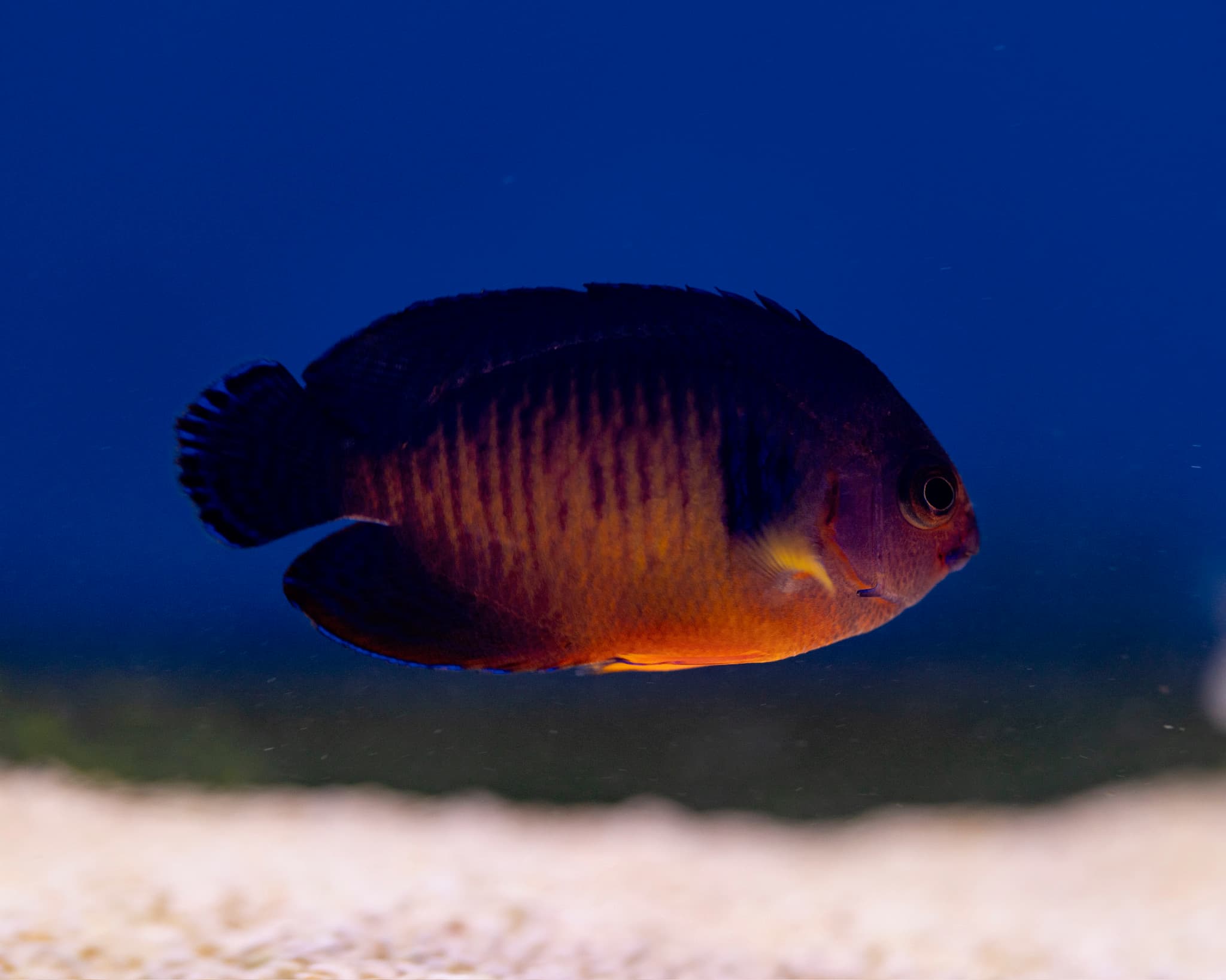 Fish 14