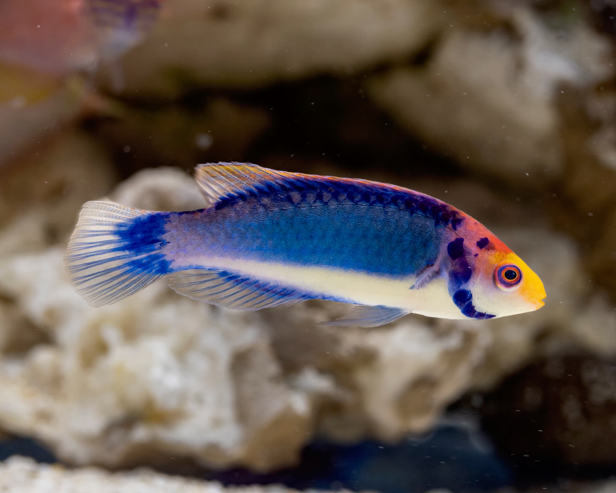 Fish 15