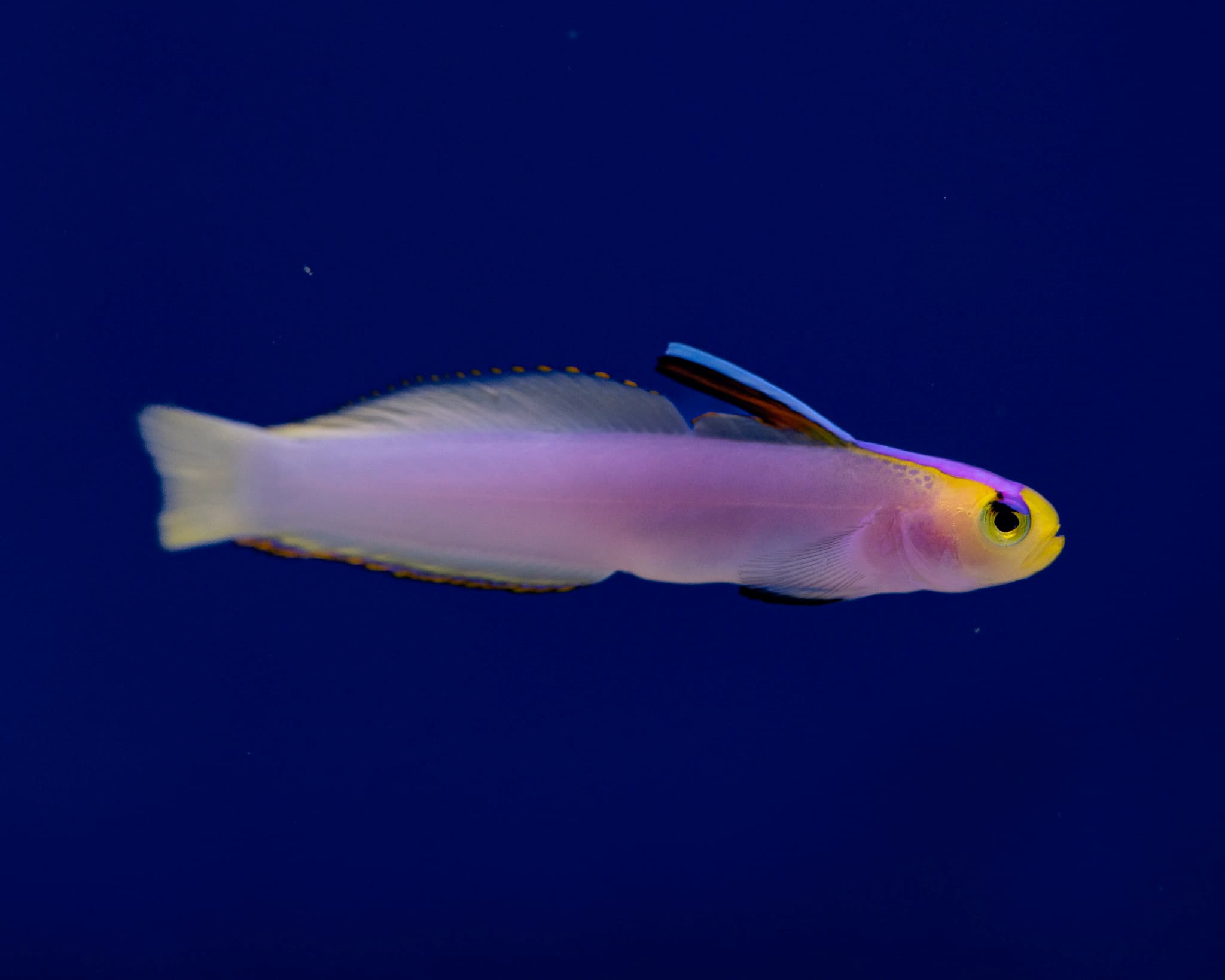 Fish 16