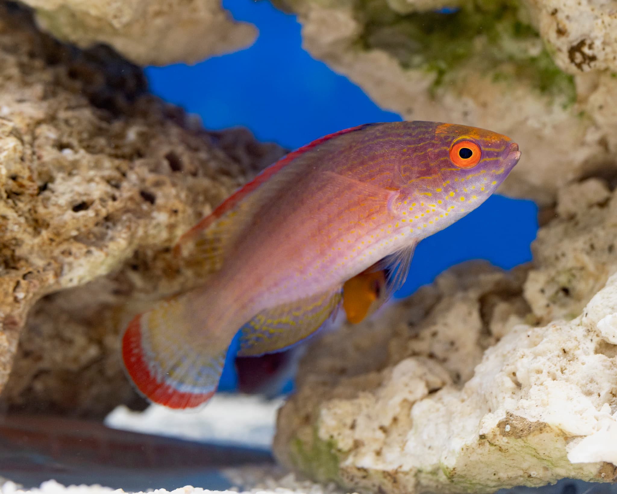 Fish 17