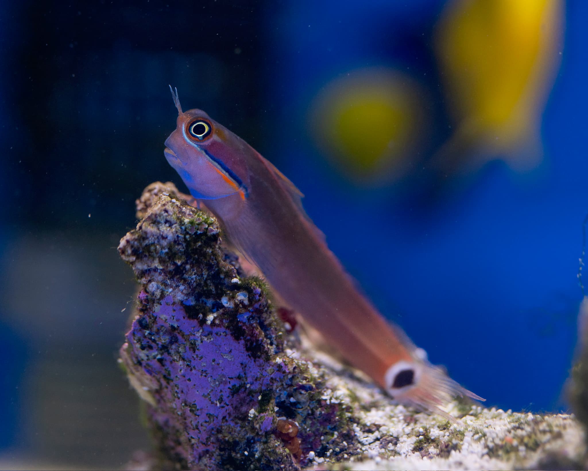 Fish 19