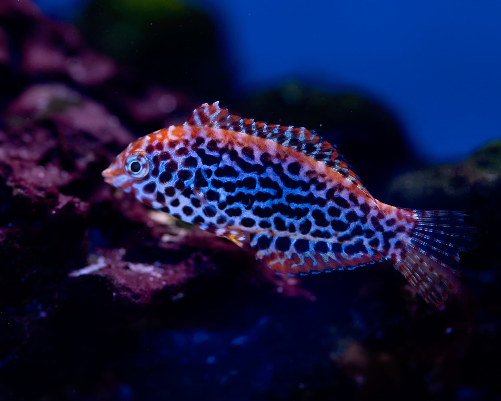 Fish 2