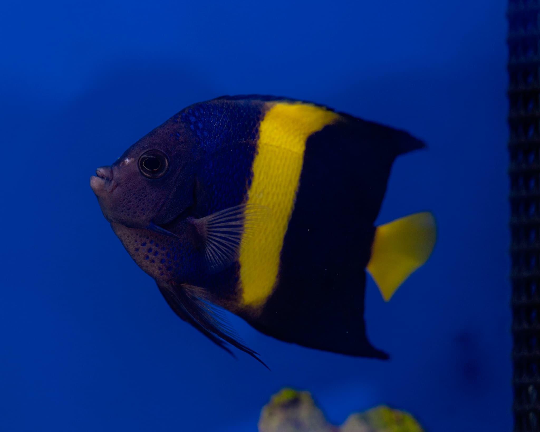 Fish 3