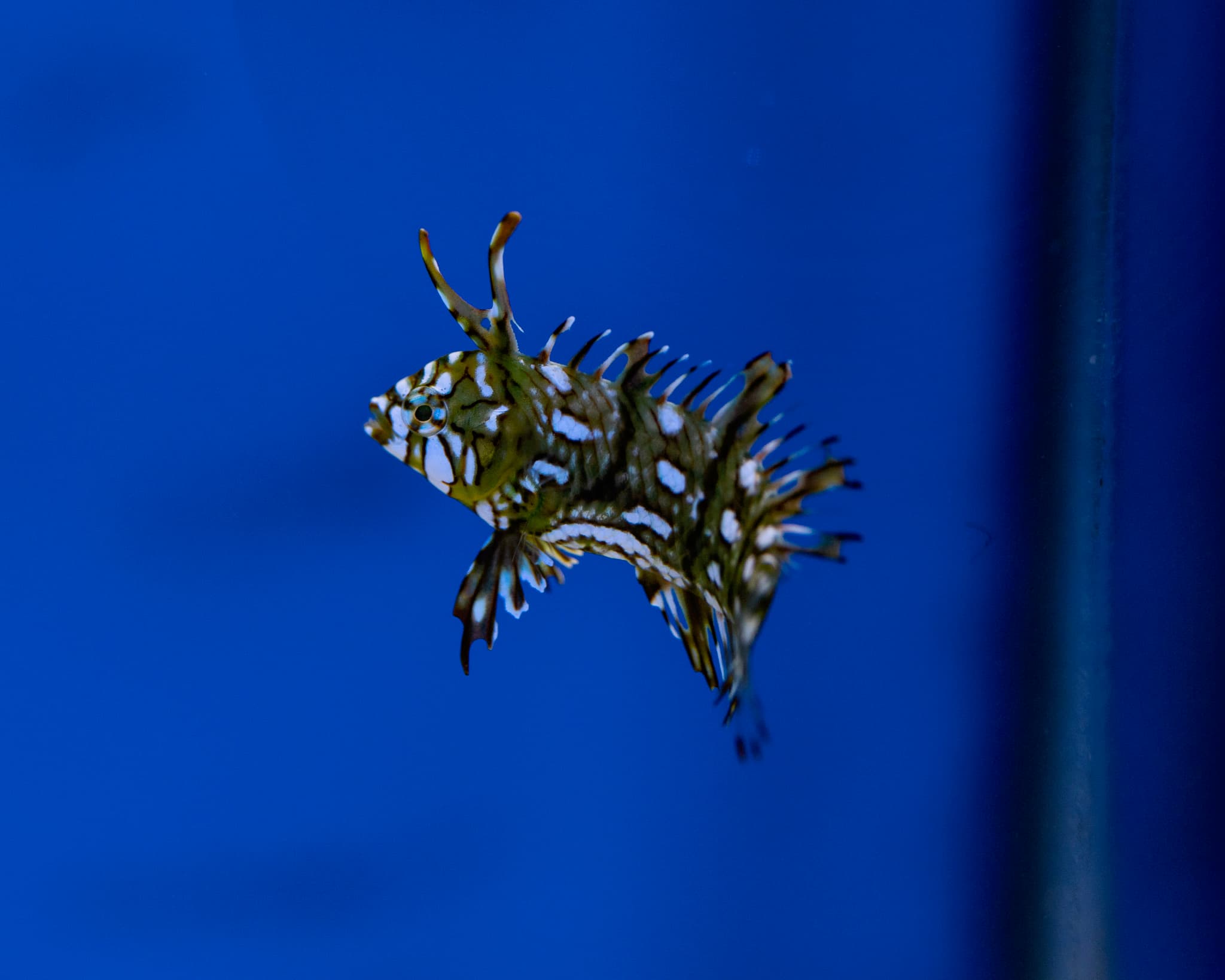 Fish 4