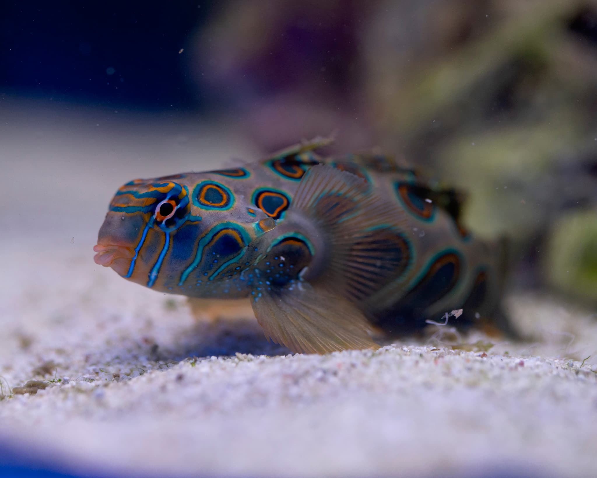 Fish 7