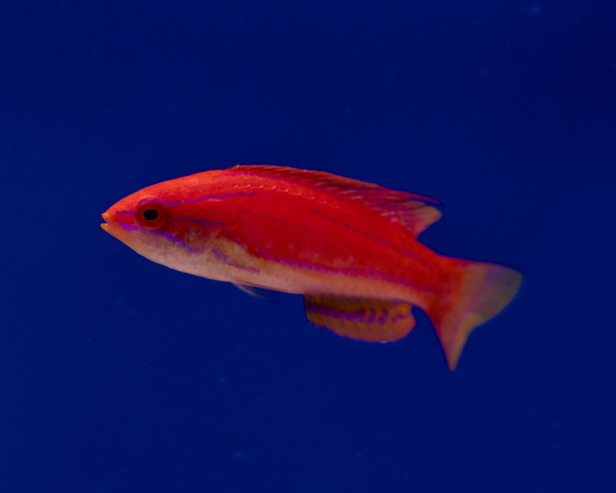Fish 9